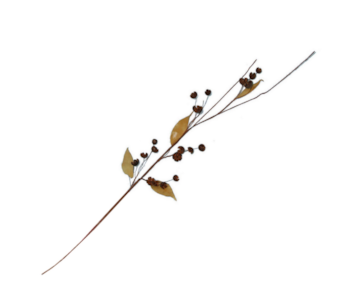 HASTE FRUT SECOS 80cm WK0811