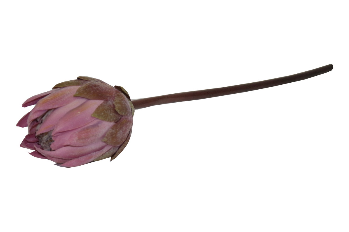HASTE PROTEA 67cm ROSA TMH19001#1