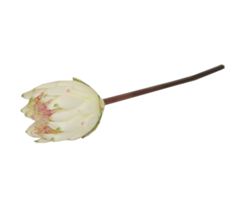HASTE PROTEA 67cm PER TMH19001#5