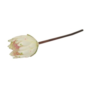 HASTE PROTEA 67cm PER TMH19001#5