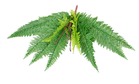 RAMO FETO X15 54cm 52645