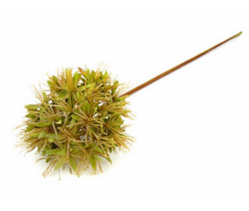 HASTE ALLIUM VRD 77cm 04.0010017