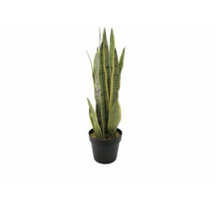 PLANTA SANSEV VRD 72cm 04.0010770