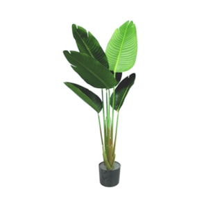 PLANTA ESTRELICIA 120cm 40134