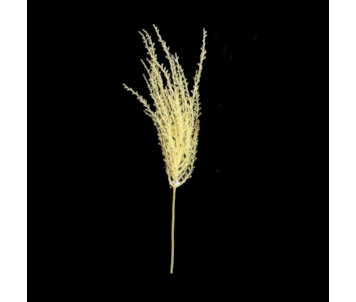 HASTE CORTADEIRA 74cm 30378