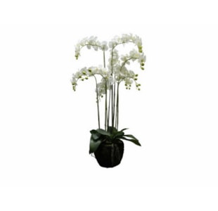 PLANTA ORQUIDEA BR 120cm 04 0010586