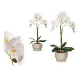 VASO ORQUIDEA BRAN 18x56 59602