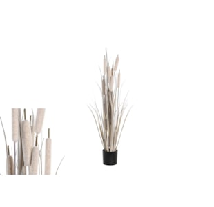 PLANTA JUNCO 25x90 CZ CL JA-204566