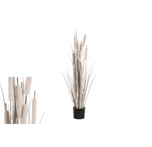PLANTA JUNCO 35x115 CZ CL JA-204567