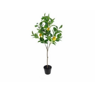 PLANTA LIMOEIRO 90cm  04 0013204
