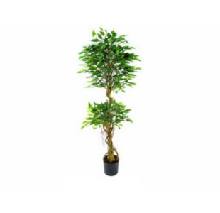 PLANTA FICUS 150cm  04 0007055