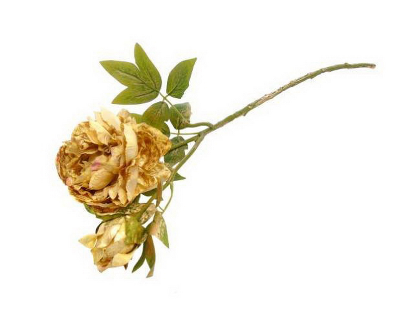 HASTE PEONIA CR/DOUR 66cm 04 0014310