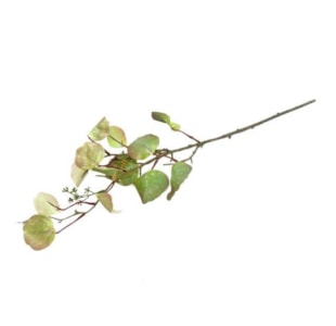 HASTE EUCALIPO OUT VRD 72cm 10 0008354