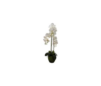 PLANTA ORQUIDEA BONSAI X 3 75cm 20035