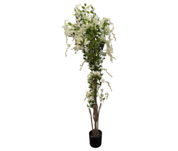 PLANTA GLICINIA BRANCA 170cm 40121