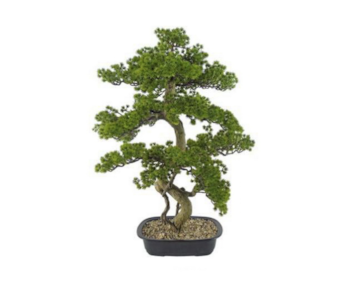 PLANTA BONSAI PINE TREE 86cm 04.0013561