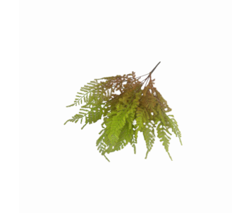 RAMO ESPARGO 58cm 48163