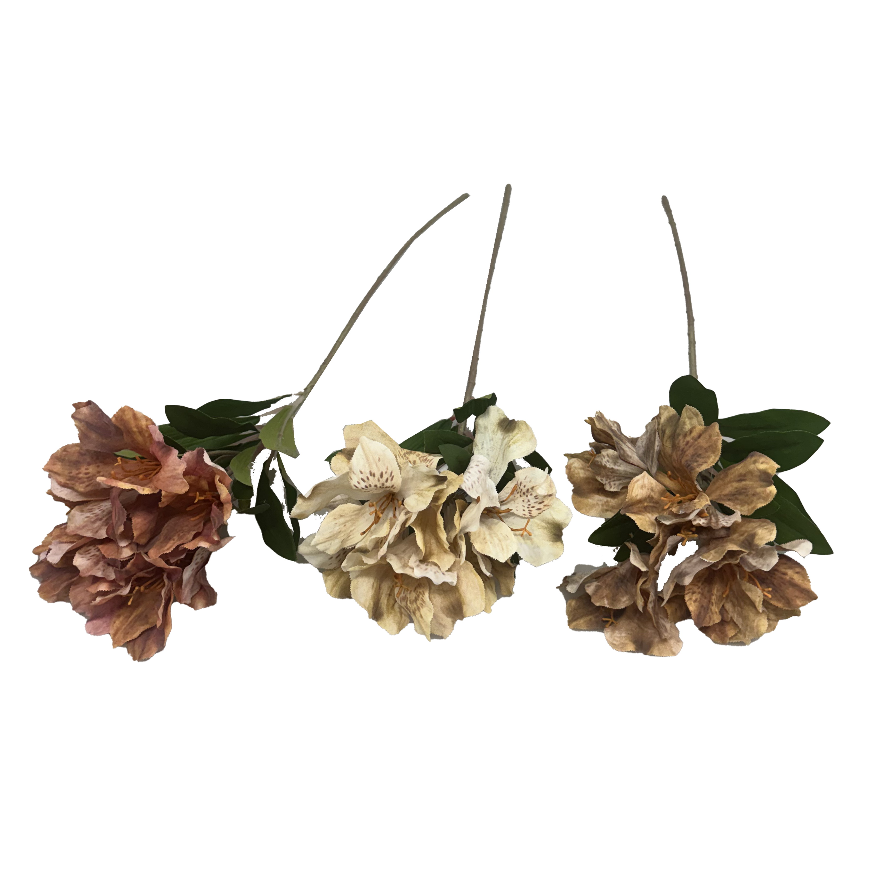 HASTE ASTROMENIA OUT 62cm 30369