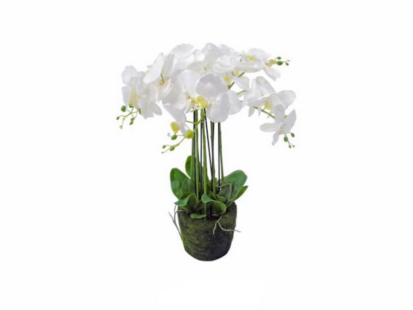PLANTA ORQUIDEA BR 60cm 04 0011432