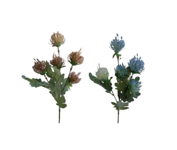 HASTE PROTEA X5 55cm 20233
