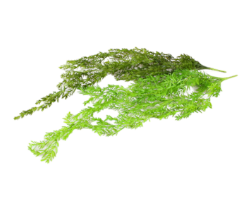 TREPADEIRA PLASTICA 78cm 52929